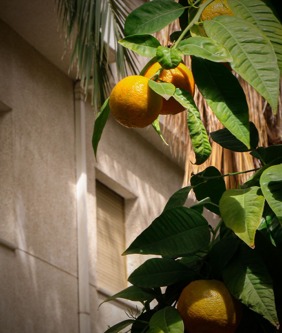 Árbol con naranjas del patio exterior del Edificio San Jerónimo, donde está la Facultad de Trabajo Social y la de Relaciones Laborales y Recursos Humanos