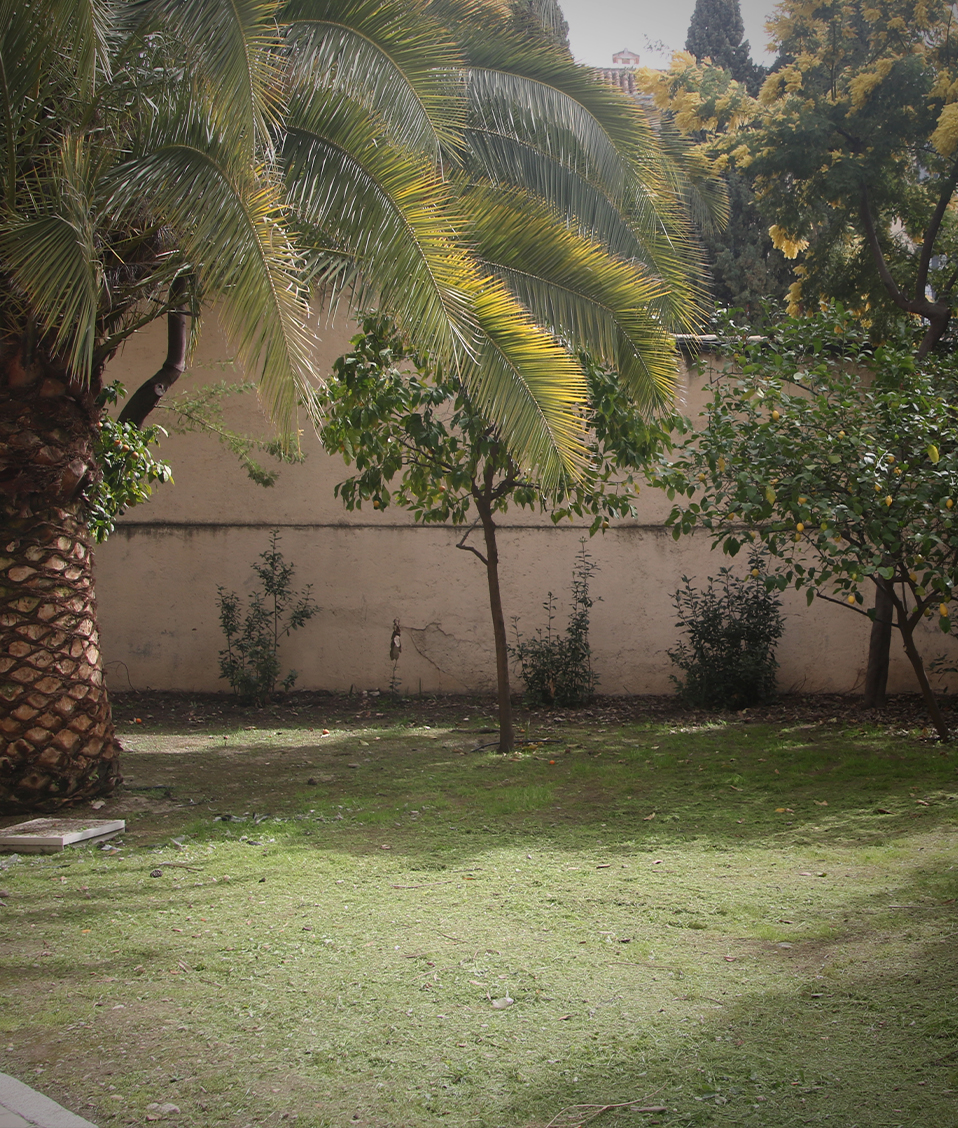Palmeras y árboles del patio exterior del Edificio San Jerónimo, donde está la Facultad de Trabajo Social y la de Relaciones Laborales y Recursos Humanos